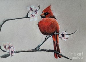 300x217 Cardinal Bird Drawings Fine Art America - Red Bird Drawing