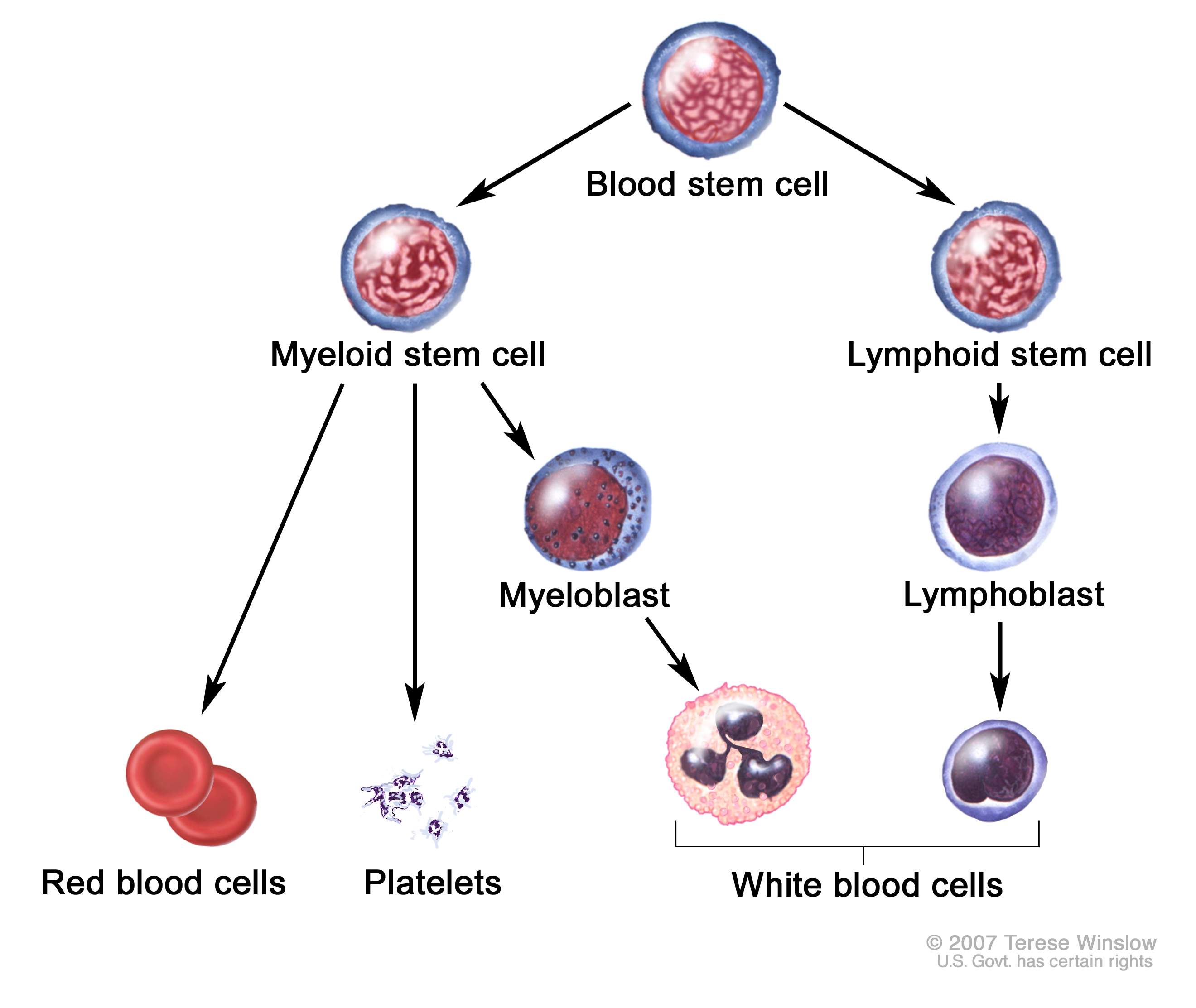 2640x2226 Chronic Myeloproliferative Neoplasms Treatment - Red Blood Cell Drawing