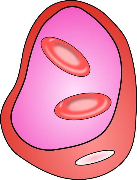 456x595 Erythrocyte Red Blood Cell Clip Art Free Vector In Open Office - Red Blood Cell Drawing