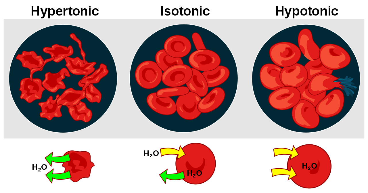 1280x671 Fileosmotic Pressure On Blood Cells Diagram - Red Blood Cell Drawing