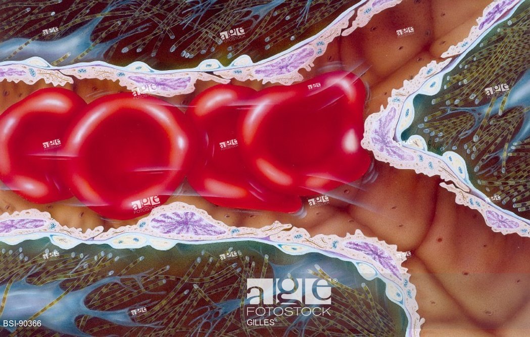 1049x667 Red Blood Cell, Drawing, Stock Photo, Picture And Rights Managed - Red Blood Cell Drawing