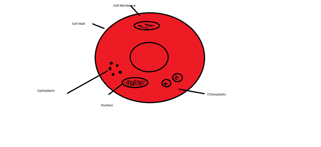 How To Draw A Red Blood Cell