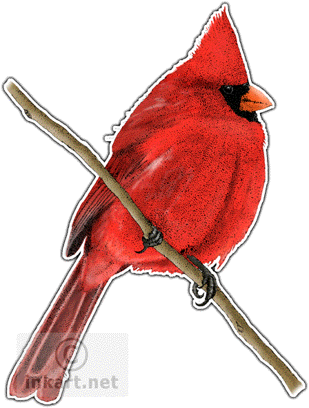 448x590 collection of free cardinal drawing ink download on ui ex - Red Cardinal Drawing