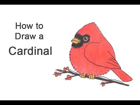 480x360 how to draw a cardinal - Red Cardinal Drawing