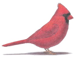 250x193 how to draw a cardinal - Red Cardinal Drawing