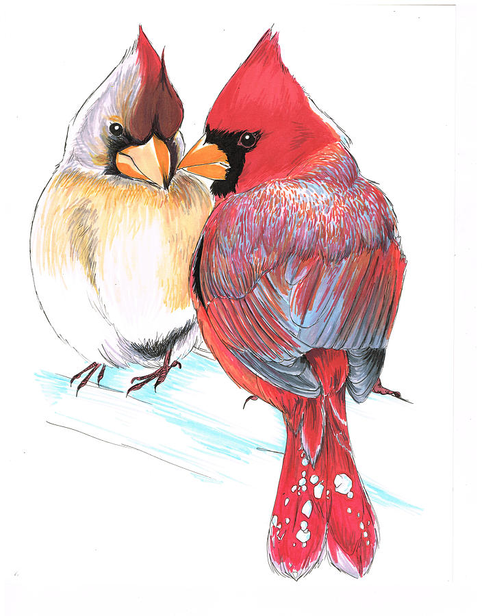 Red Cardinal Drawing at Explore collection of Red
