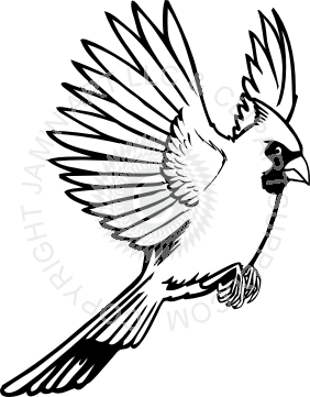 282x361 red cardinal flying drawing images pictures - Red Cardinal Drawing