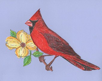 340x270 red cardinal drawing etsy - Red Cardinal Drawing