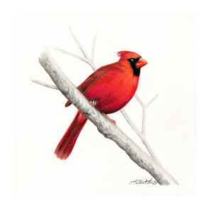 300x300 winter cardinal bird drawing - Red Cardinal Drawing