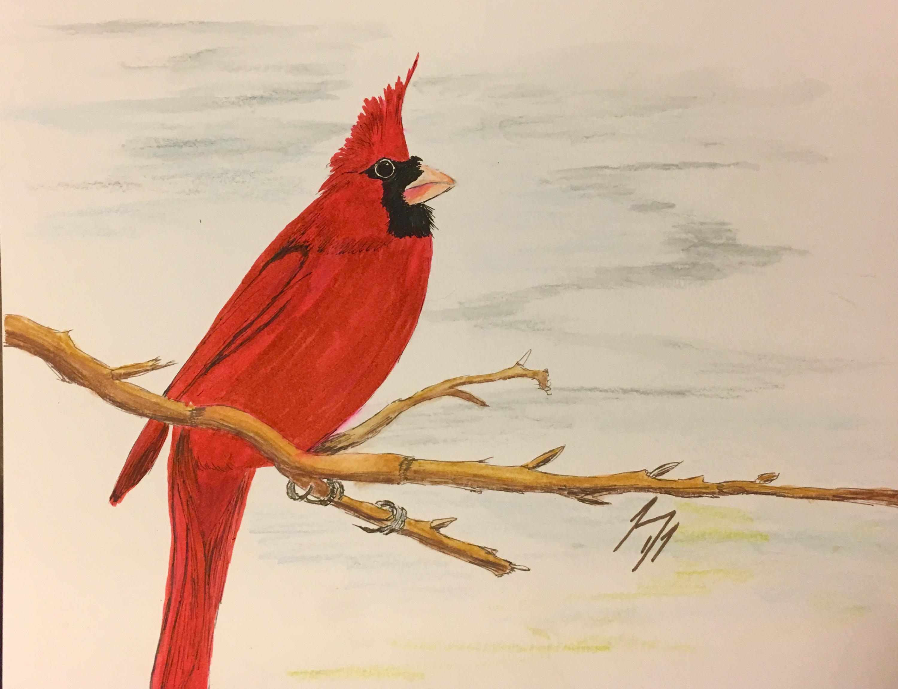 Red Cardinal Drawing at PaintingValley.com | Explore collection of Red ...