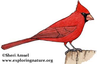 328x215 cardinal - Red Cardinal Drawing