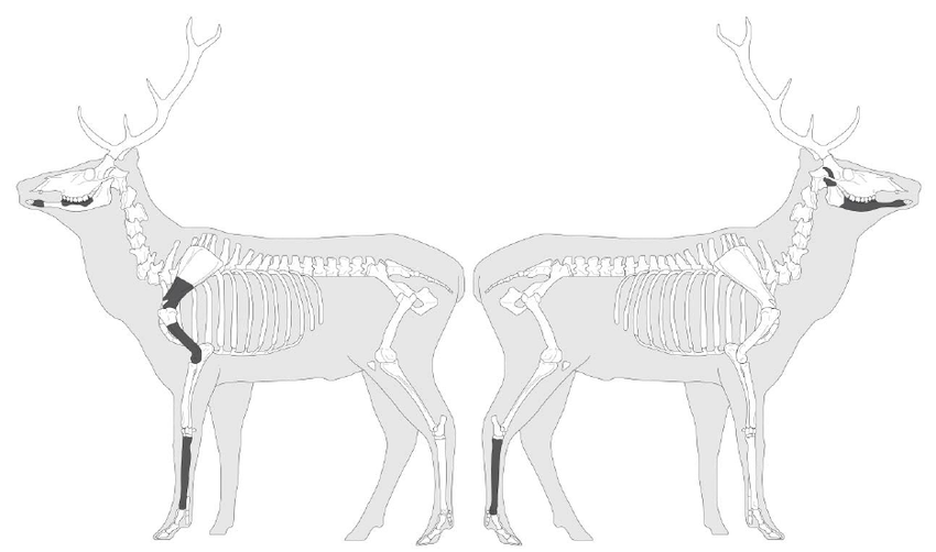 850x502 diagrammatic representation of red deer skeleton - Red Deer Drawing