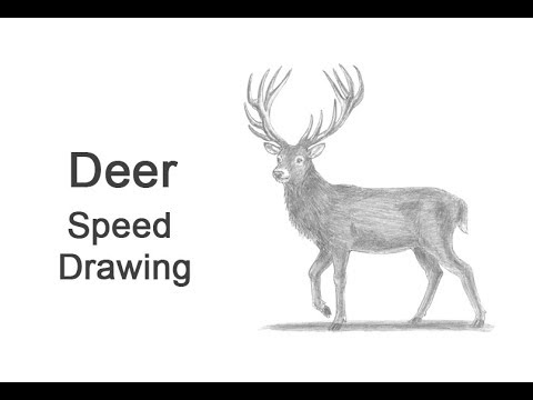 480x360 Deer - Red Deer Drawing