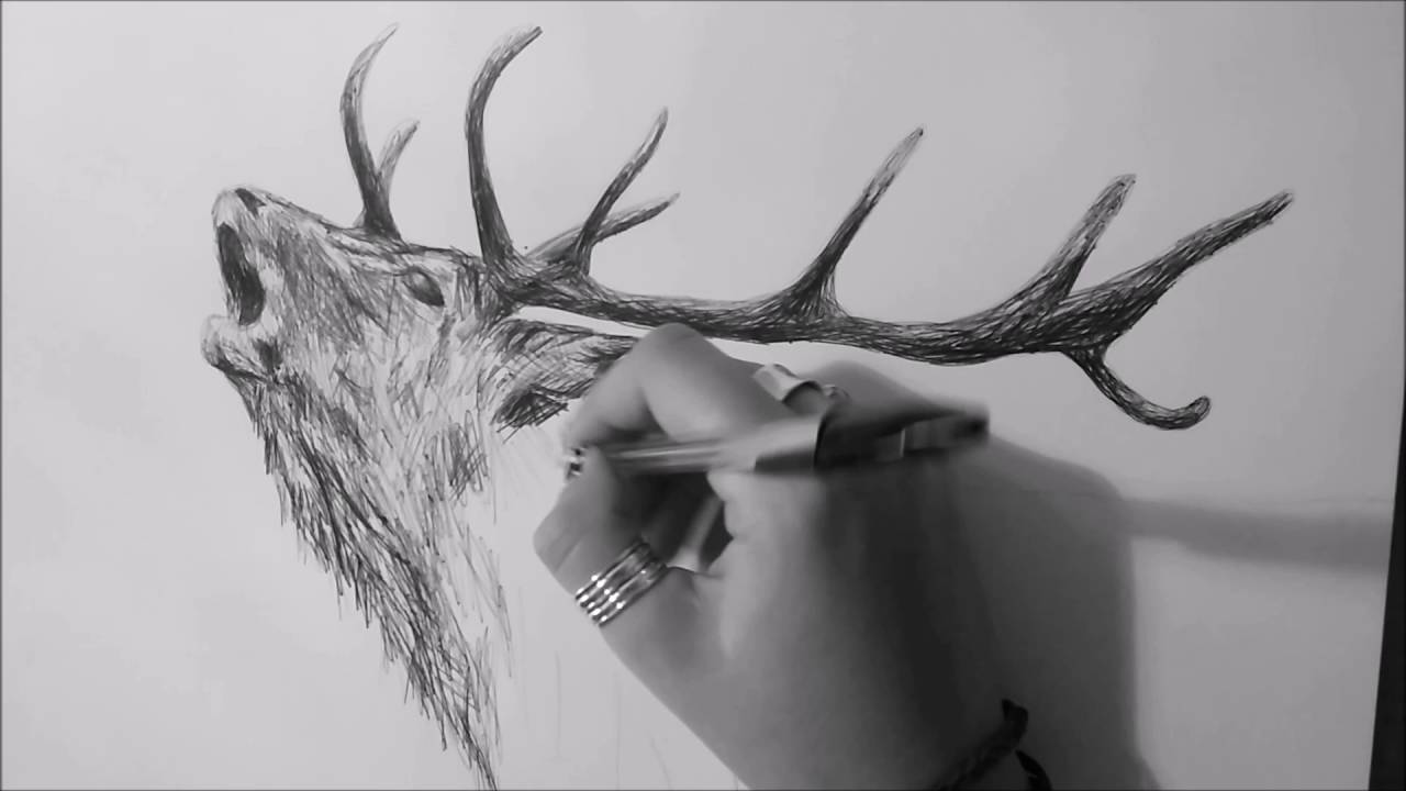 1280x720 Drawing Time Lapse - Red Deer Drawing