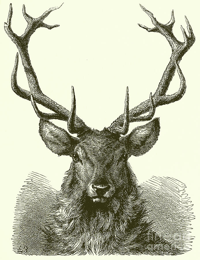 694x900 Head Of A Male Red Deer Drawing - Red Deer Drawing