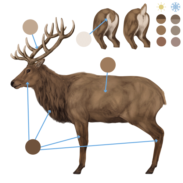 600x600 How To Draw Animals Deer - Red Deer Drawing