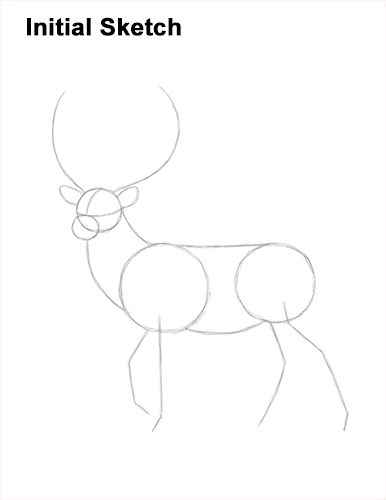 386x500 How To Draw A Deer - Red Deer Drawing