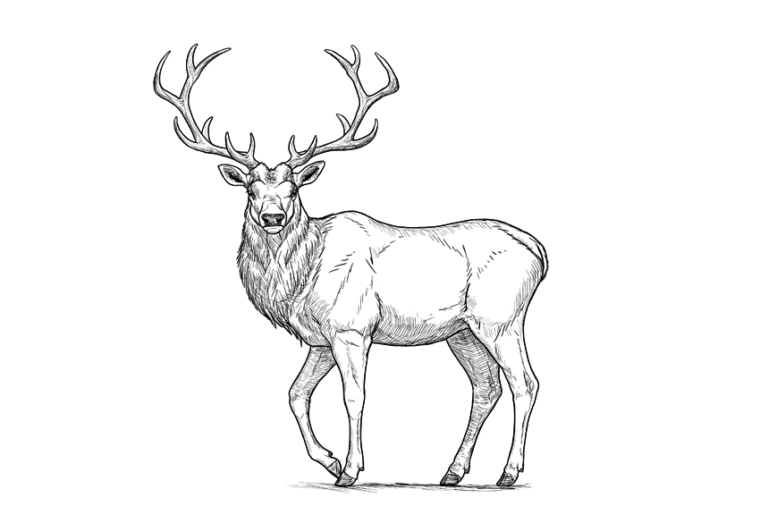 850x566 How To Draw A Deer Step - Red Deer Drawing