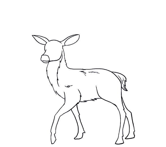 678x600 How To Draw A Deer In A Few Easy Steps Easy Drawing Guides - Red Deer Drawing