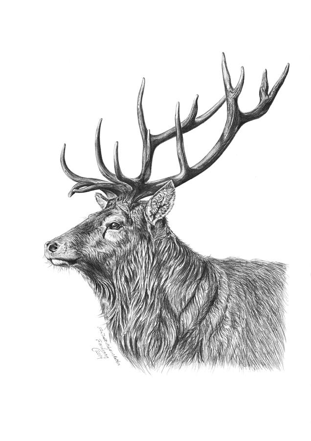 636x900 A Red Deer Buck Drawing - Red Deer Drawing