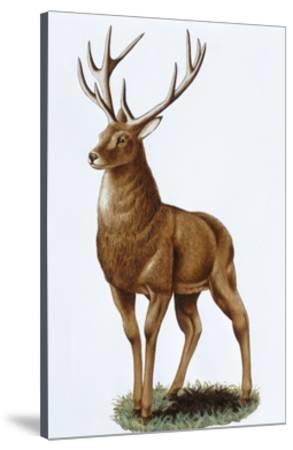 293x450 Red Deer - Red Deer Drawing