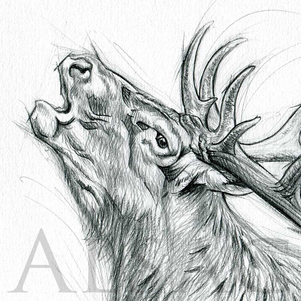 1000x1000 Roaring Deer Illustration Drawing - Red Deer Drawing