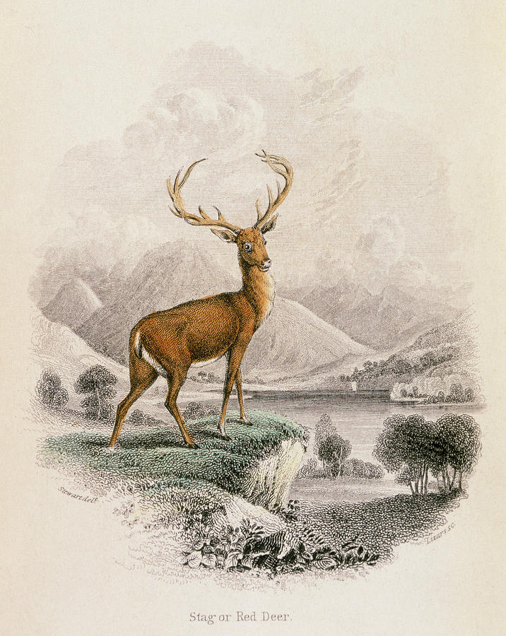 716x900 stag or red deer date drawing - Red Deer Drawing
