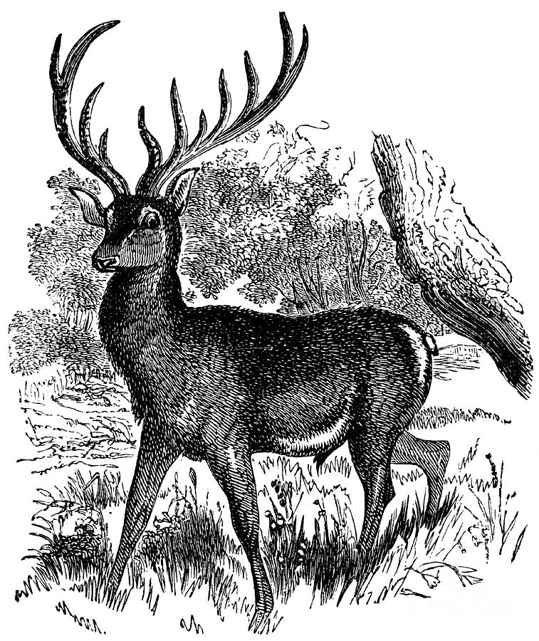 757x900 A Red Deer In A Landscape Drawing - Red Deer Drawing