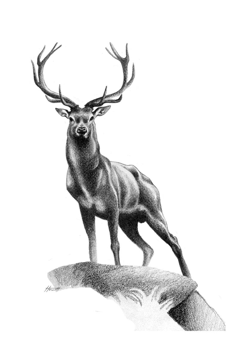 770x1155 All Muscle - Red Deer Drawing
