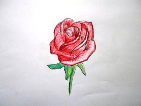 480x360 How To Draw A Realistic Red Rose - Red Drawing