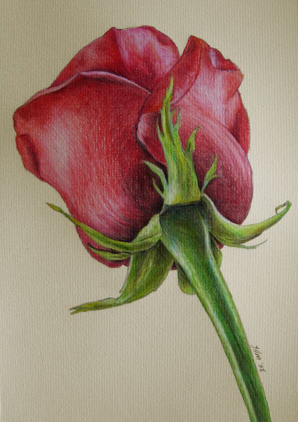600x848 Red Rose - Red Drawing Pencil