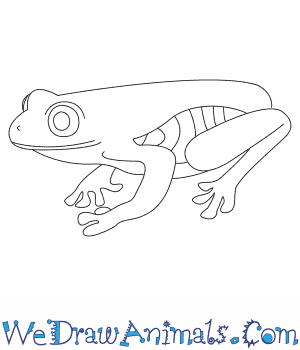 300x350 How To Draw A Tree Frog - Red Eyed Tree Frog Drawing