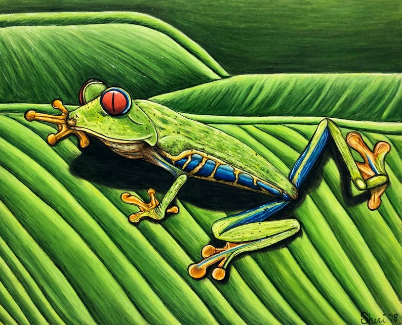 794x643 Red Eyed Tree Frog Drawing Original Fine Art Etsy - Red Eyed Tree Frog Drawing