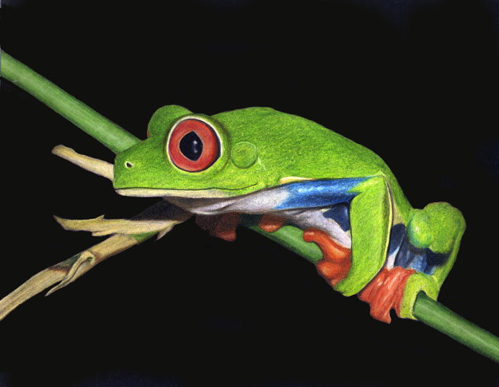 720x559 Red Eyed Tree Frog - Red Eyed Tree Frog Drawing