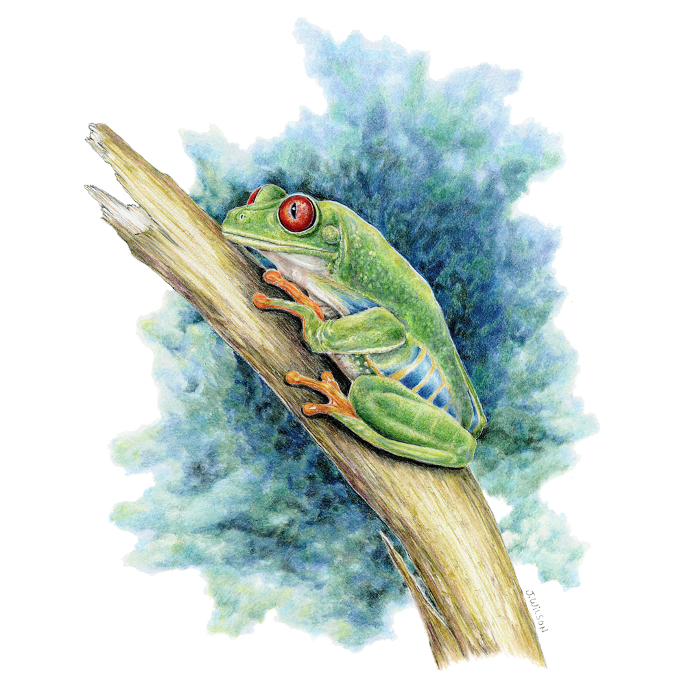 1000x1000 red eyed tree frog limited edition print wildlife drawings - Red Eyed Tree Frog Drawing