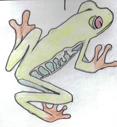 231x250 Red Eyed Tree Frog - Red Eyed Tree Frog Drawing