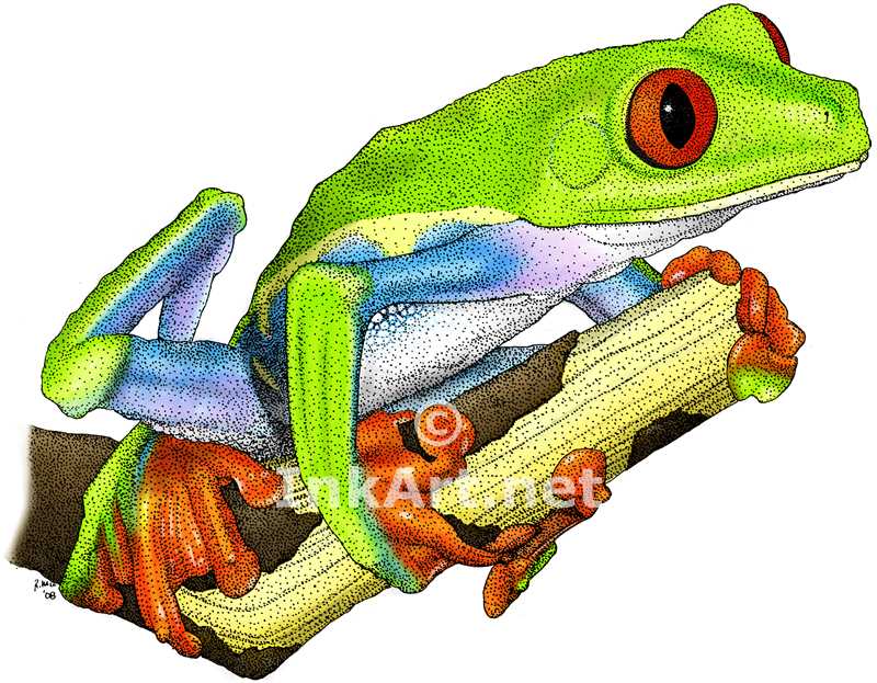 800x623 Red Eyed Treefrog - Red Eyed Tree Frog Drawing