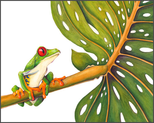 500x400 Red Eyed Tree Frog The Art Of Mindy Lighthipe - Red Eyed Tree Frog Drawing