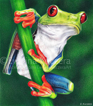 306x350 Red Eyed Tree Frog Drawing - Red Eyed Tree Frog Drawing