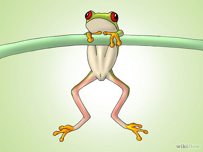 670x503 How To Draw A Red Eyed Tree Frog - Red Eyed Tree Frog Drawing