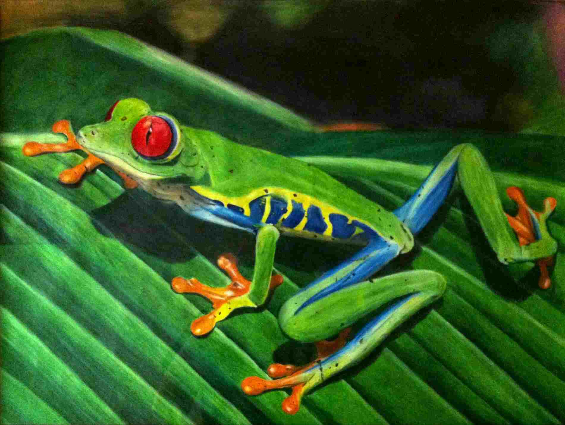 1900x1430 Imgurrhimgurcom For My Ii Class Drawingrhredditcom Redeyed Red - Red Eyed Tree Frog Drawing