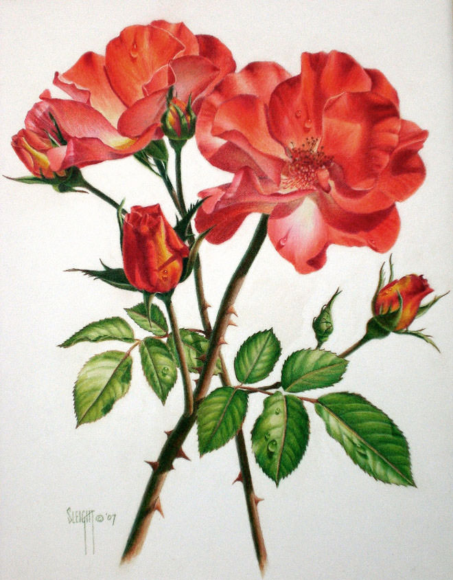 Red Flower Drawing