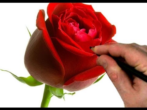 480x360 How To Draw A Rose Step - Red Flower Drawing