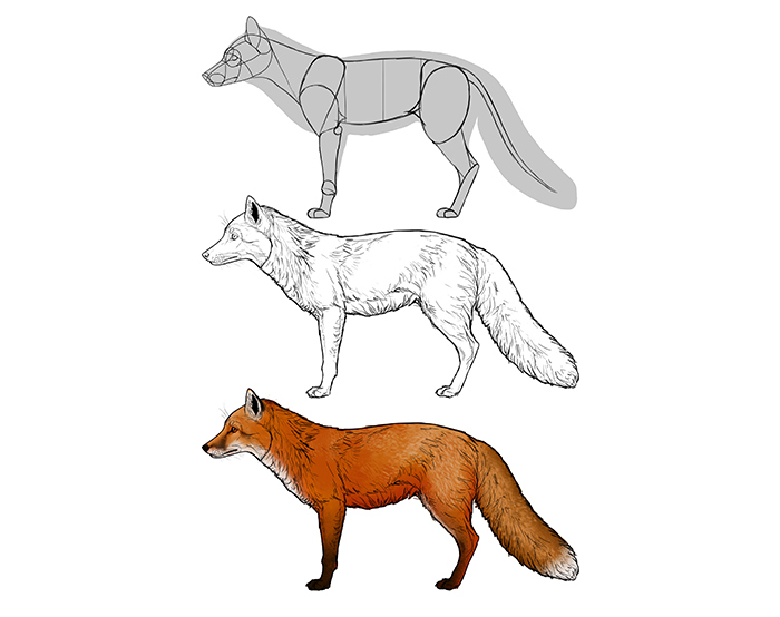 700x554 How To Draw A Fox Step - Red Fox Drawing