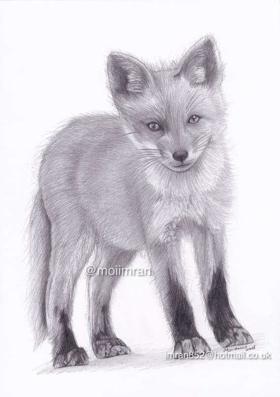 570x807 Original Pencil Drawing Of Baby Red Fox Wildlife Animal Etsy - Red Fox Drawing