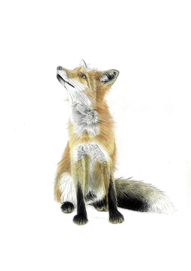 636x900 Portrait Of A Red Fox Drawing - Red Fox Drawing