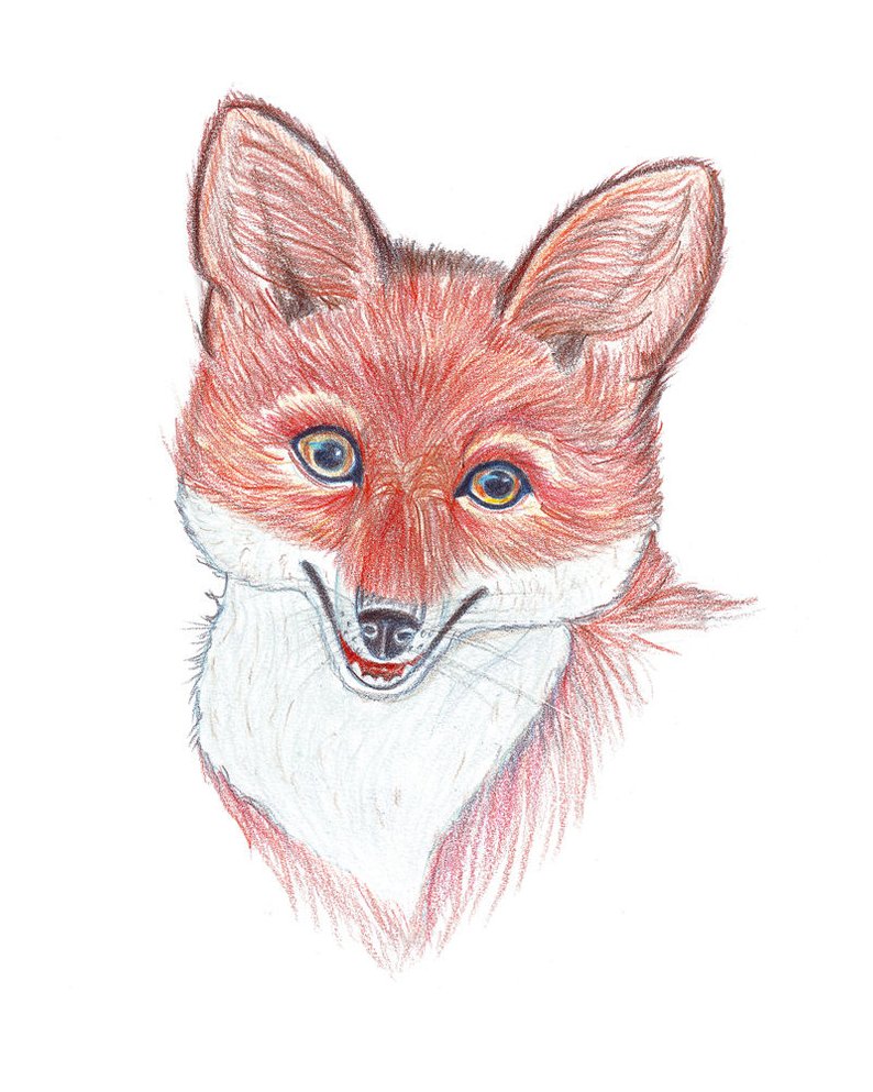 794x993 Portrait Red Fox Fox Drawing Colored Pencils Animal Home Etsy - Red Fox Drawing