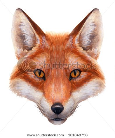 394x470 Realistic Watercolor Painting Of A Fox's Head - Red Fox Drawing