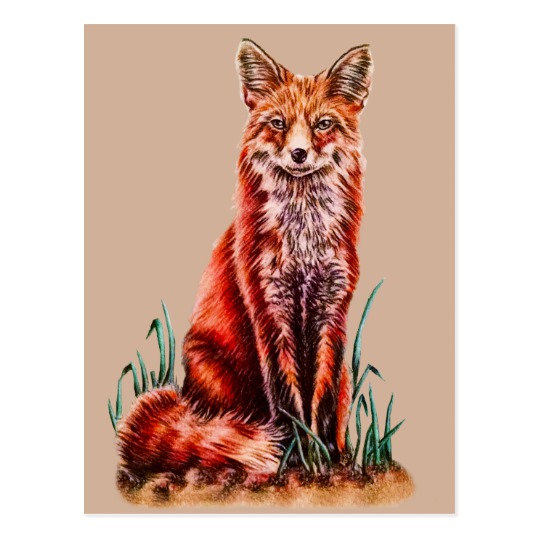 540x540 red fox drawing animal art pencil sketch foxy postcard zazzle ca - Red Fox Drawing