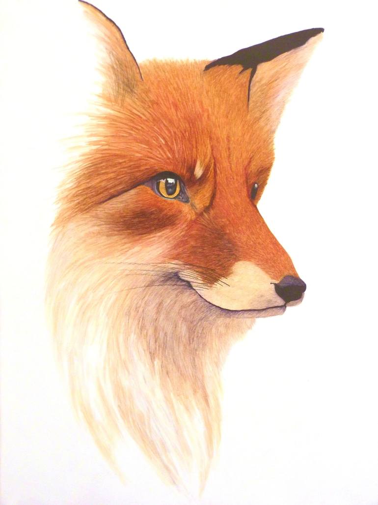 770x1027 Red Fox Drawing - Red Fox Drawing